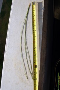 Pinaceae Pinus palustris - longleaf pine: Needles, three per fascicle typical, longest of the southern pines.