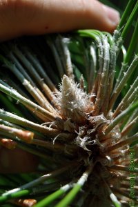 Pinaceae Pinus palustris - longleaf pine: Terminal bud, large, white, and fuzzy.  Thickly insulated to protect the apical meristem from the effects of wildfire.