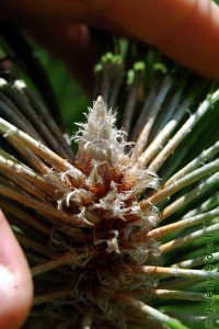 Pinaceae Pinus palustris - longleaf pine: Terminal bud, large, white, and fuzzy.  Thickly insulated to protect the apical meristem from the effects of wildfire.