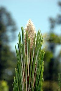 Pinaceae Pinus palustris - longleaf pine: Terminal bud, large, white, and fuzzy.  The bud is elongated as this shoot is actively growing.