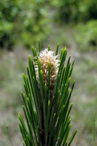 Pinaceae Pinus palustris - longleaf pine: Terminal bud, large, white, and fuzzy.  The bud is elongated as this shoot is actively growing.