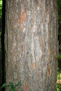 Pinaceae Pinus taeda - loblolly pine: Bark of a tree16 inches in diameter at breast height.