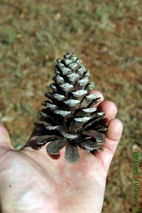 Pinaceae Pinus taeda - loblolly pine: Cone, female (seed), at maturity, similar in size to slash pine, but grey.