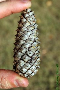 Pinaceae Pinus taeda - loblolly pine: Cone, female (seed), at maturity, similar in size to slash pine, but grey.