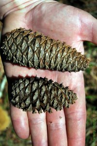 Pinaceae Pinus taeda - loblolly pine: Cone, female (seed), at maturity, similar in size to slash pine, but grey.