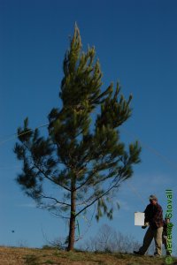 Pinaceae Pinus taeda - loblolly pine: Form of a six-year-old clonal tree.