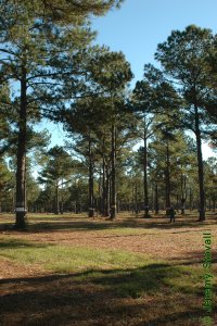 Pinaceae Pinus taeda - loblolly pine: Form, mature trees maintained in a seed orchard.
