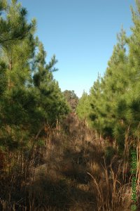 Pinaceae Pinus taeda - loblolly pine: Form, a five-year-old clonal pine plantation.