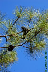 Pinaceae Pinus taeda - loblolly pine: Form, branches and cones on a mature tree.