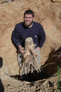 Pinaceae Pinus taeda - loblolly pine: Root system of a six-year-old tree growing in a sandy clay soil.