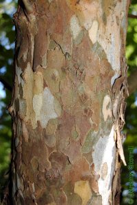 Platanaceae Platanus occidentalis - American sycamore: Bark on a tree 8 inches in diameter at breast height.  Mottled camouflage patches are typical.