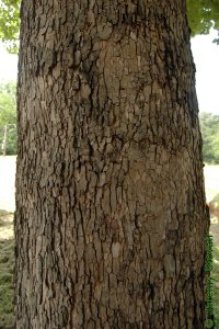 Platanaceae Platanus occidentalis - American sycamore: Bark on a tree 16 inches in diameter at breast height.  Mottled camouflage patches are typical.