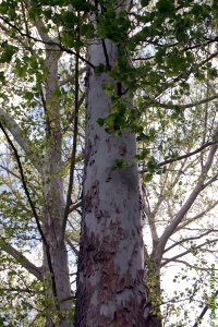 Platanaceae Platanus occidentalis - American sycamore: Bark on a tree 14 inches in diameter at breast height. Mottled camouflage patches are typical.