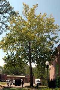 Platanaceae Platanus occidentalis - American sycamore: Form of a large tree planted in an urban landscape.