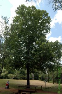 Platanaceae Platanus occidentalis - American sycamore: Form of a large tree planted in an urban landscape.