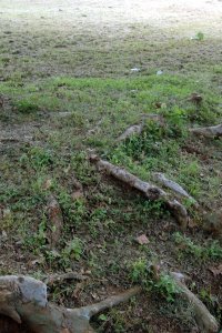 Platanaceae Platanus occidentalis - American sycamore: Form, coarse roots typically are visible in streams, rivers, ditches, etc. with characteristic bark.