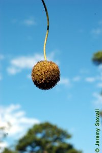 Platanaceae Platanus occidentalis - American sycamore: Fruit, aggregate of achenes.