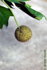 Platanaceae Platanus occidentalis - American sycamore: Fruit, aggregate of achenes.