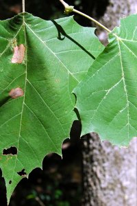 Platanaceae Platanus occidentalis - American sycamore: Leaf, alternate, simple, lobed and coarsely toothed margin yields distinct leaf shape.
