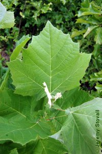 Platanaceae Platanus occidentalis - American sycamore: Leaf, alternate, simple, lobed and coarsely toothed margin yields distinct leaf shape.