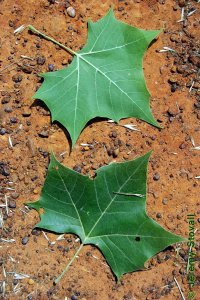 Platanaceae Platanus occidentalis - American sycamore: Leaf, alternate, simple, lobed and coarsely toothed margin yields distinct leaf shape.
