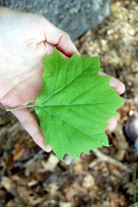 Platanaceae Platanus occidentalis - American sycamore: Leaf, alternate, simple, lobed and coarsely toothed margin yields distinct leaf shape.