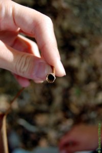 Platanaceae Platanus occidentalis - American sycamore: Petioloe, showing how the bud is protected in its base.