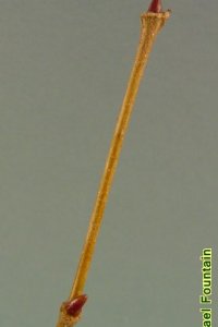 Platanaceae Platanus occidentalis - American sycamore: Twig showing leaf scar that completely encircles a bud with a single, cap-like scale.