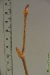 Platanaceae Platanus occidentalis - American sycamore: Twig showing leaf scar that completely encircles a bud with a single, cap-like scale.
