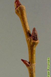 Platanaceae Platanus occidentalis - American sycamore: Twig showing leaf scar that completely encircles a bud with a single, cap-like scale.