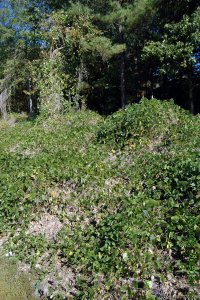 Fabaceae Pueraria montana - kudzu: Form, vine, sprawling, can grow 1 foot per day and overtake whole stands, killing trees.