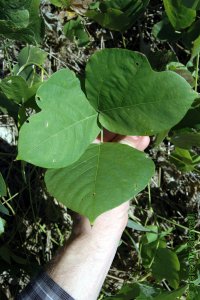 Fabaceae Pueraria montana - kudzu: Leaf, alternate, trifoliately compound, leaflets lobed, back often fuzzy.