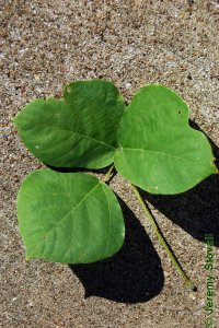 Fabaceae Pueraria montana - kudzu: Leaf, alternate, trifoliately compound, leaflets lobed, back often fuzzy.