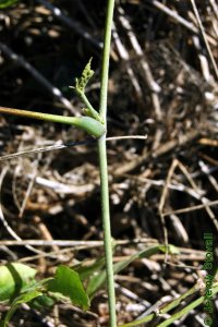 Fabaceae Pueraria montana - kudzu: Twig showing alternate leaf arrangement.