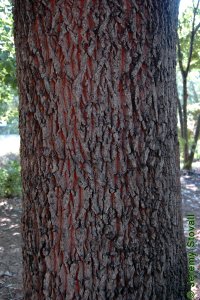 Fagaceae Quercus acutissima - sawtooth oak: Bark on a tree 20 inches in diameter at breast height.  Bark is typically dark and rough with deep furrows.