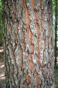 Fagaceae Quercus acutissima - sawtooth oak: Bark on a tree 8 inches in diameter at breast height.  Bark is typically dark and rough with deep furrows.