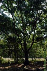 Fagaceae Quercus acutissima - sawtooth oak: Form of a large tree in an urban setting.
