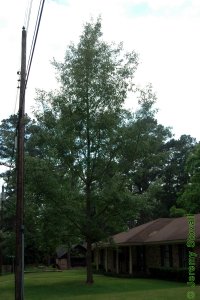 Fagaceae Quercus acutissima - sawtooth oak: Form of a medium-sized tree in an urban setting.