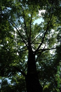 Fagaceae Quercus acutissima - sawtooth oak: Form of a tree in a forest plantation.