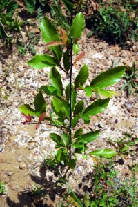 Fagaceae Quercus acutissima - sawtooth oak: Form of a seedling.