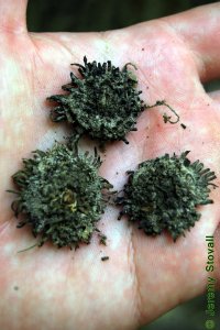 Fagaceae Quercus acutissima - sawtooth oak: Fruit, nut, acorn caps shown with long, frilly bracts.