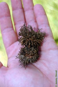 Fagaceae Quercus acutissima - sawtooth oak: Fruit, nut, acorn caps shown with long, frilly bracts.