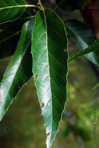 Fagaceae Quercus acutissima - sawtooth oak: Leaf, alternate, simple, lanceolate, parallel veins each ending in a large tooth.