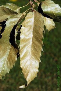 Fagaceae Quercus acutissima - sawtooth oak: Leaf, alternate, simple, lanceolate, parallel veins each ending in a large tooth.  Leaves were killed by drought stress.