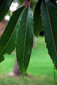 Fagaceae Quercus acutissima - sawtooth oak: Leaf, alternate, simple, lanceolate, parallel veins each ending in a large tooth.