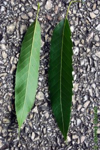 Fagaceae Quercus acutissima - sawtooth oak: Leaf, alternate, simple, lanceolate, parallel veins each ending in a large tooth.