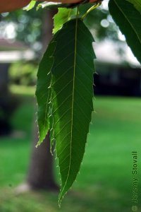 Fagaceae Quercus acutissima - sawtooth oak: Leaf, alternate, simple, lanceolate, parallel veins each ending in a large tooth.