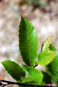 Fagaceae Quercus acutissima - sawtooth oak: Leaf, alternate, simple, lanceolate, parallel veins each ending in a large tooth.