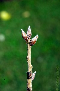 Fagaceae Quercus acutissima - sawtooth oak: Twig showing alternate leaf arrangement and clustered terminal buds with imbricate scales.