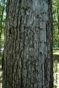 Fagaceae Quercus alba - white oak: Bark on a tree 14 inches in diameter at breast height.